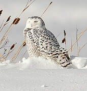 Snowy Owl