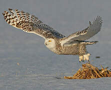 Snowy Owl