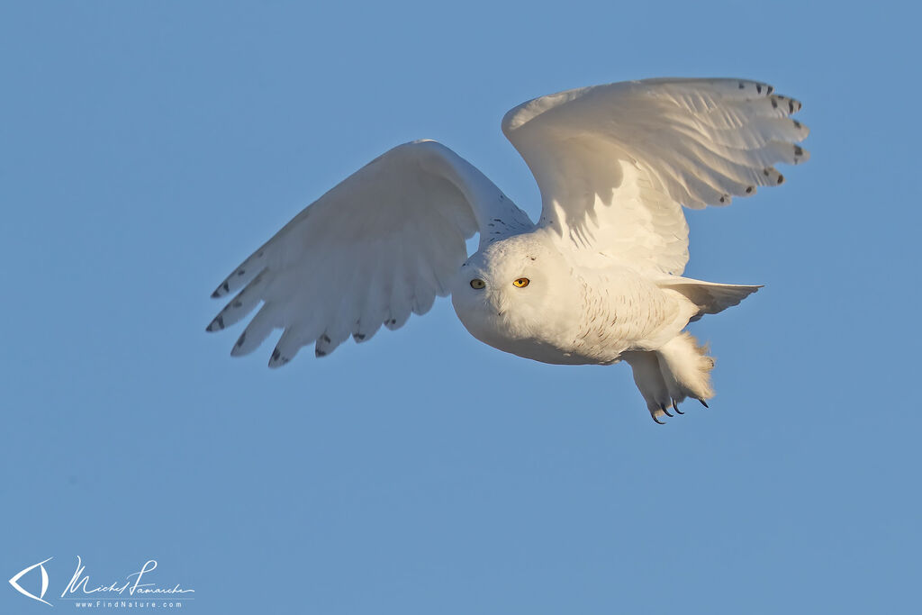 Harfang des neiges mâle adulte, Vol