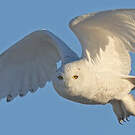 Harfang des neiges