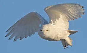 Snowy Owl