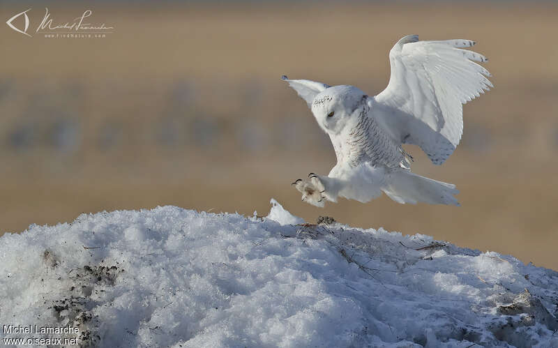 Snowy Owladult, Flight, Behaviour