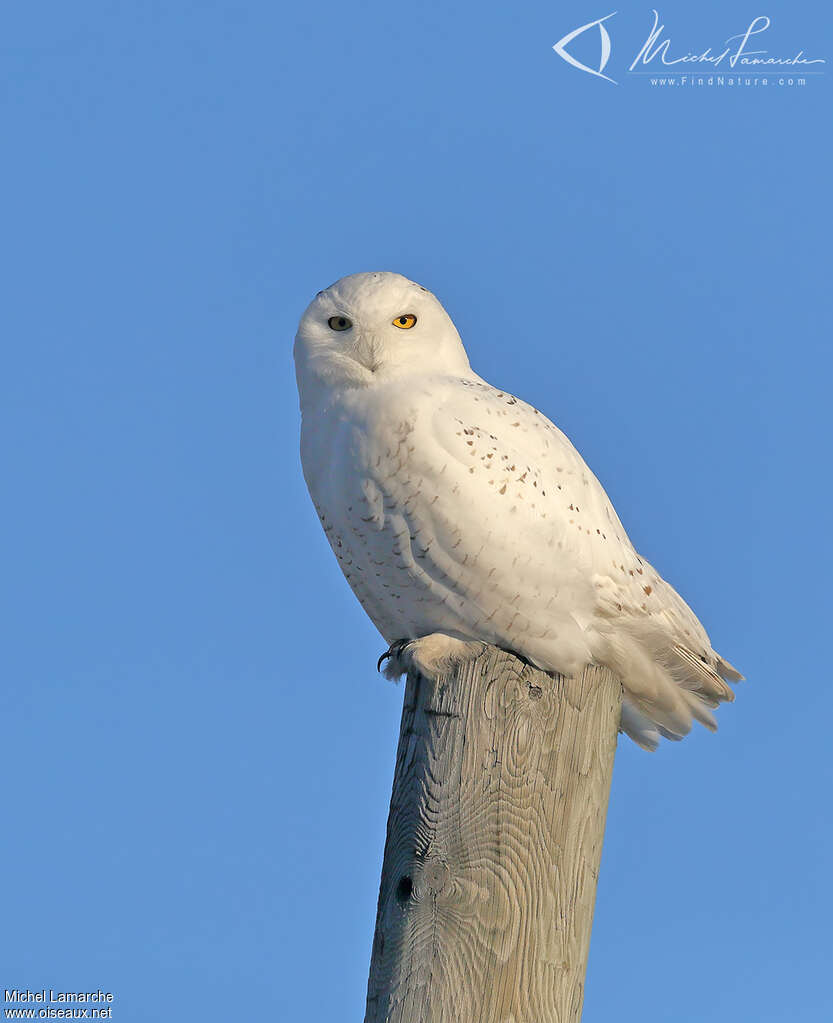 Harfang des neiges mâle adulte, identification