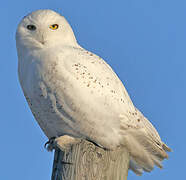 Snowy Owl