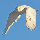 Harfang des neiges
