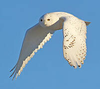 Snowy Owl