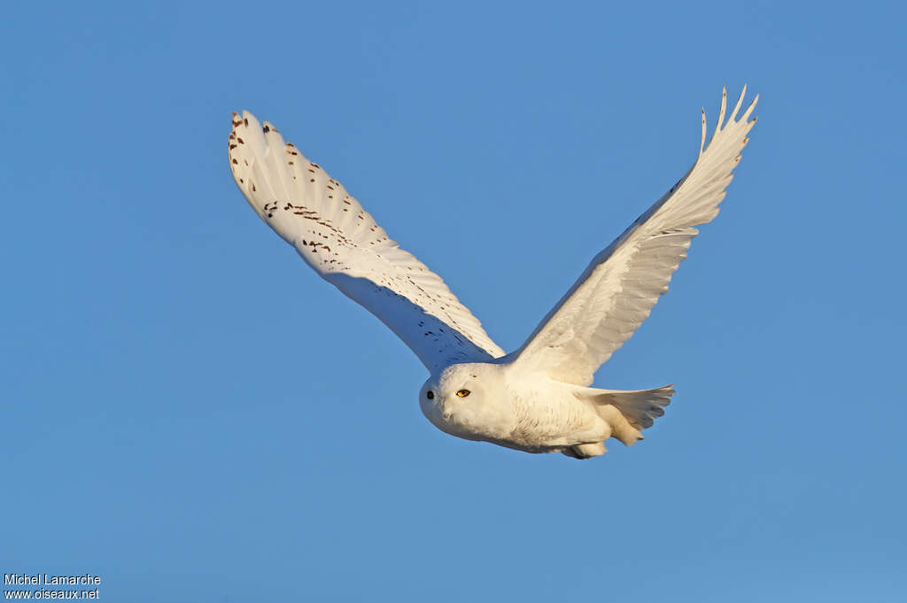 Harfang des neiges mâle adulte, Vol