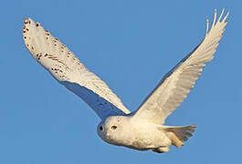 Snowy Owl