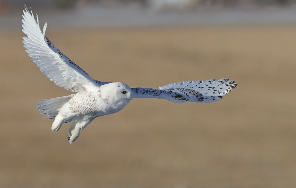 Harfang des neiges, Vol