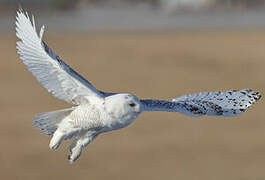 Snowy Owl