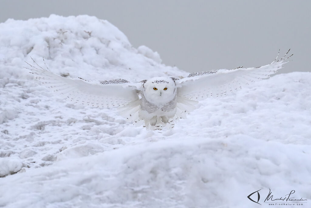 Snowy Owl, Flight