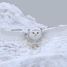 Harfang des neiges
