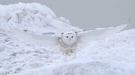 Harfang des neiges