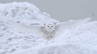 Snowy Owl