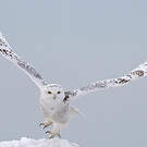 Harfang des neiges