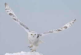 Snowy Owl