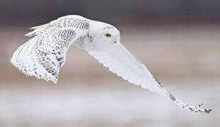 Snowy Owl