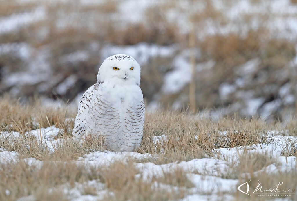 Harfang des neiges