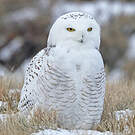 Harfang des neiges