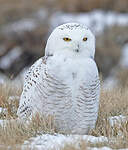 Harfang des neiges
