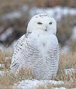 Snowy Owl