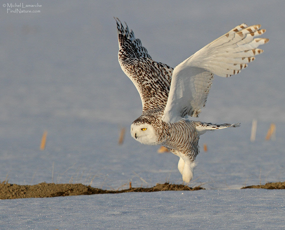 Harfang des neiges