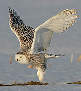 Snowy Owl