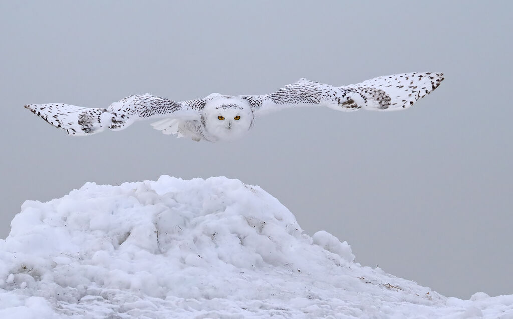 Harfang des neiges, Vol