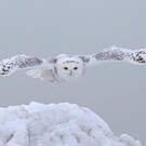 Harfang des neiges