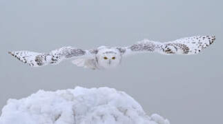 Snowy Owl