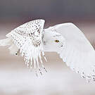 Harfang des neiges