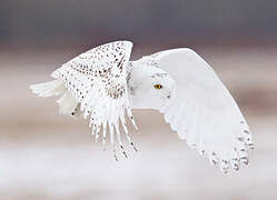 Snowy Owl