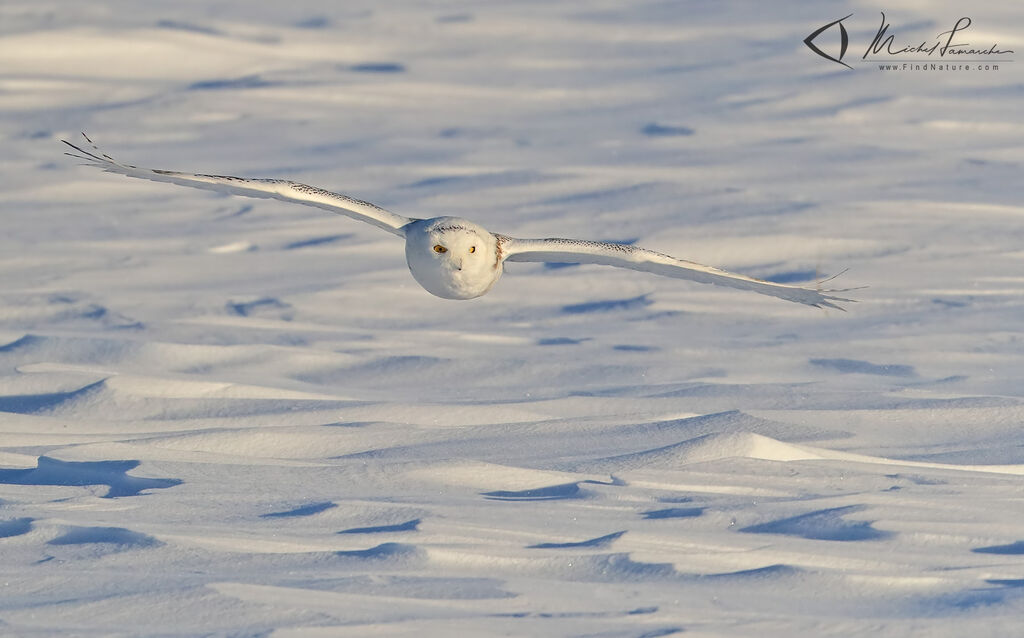 Harfang des neiges, Vol