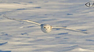 Snowy Owl