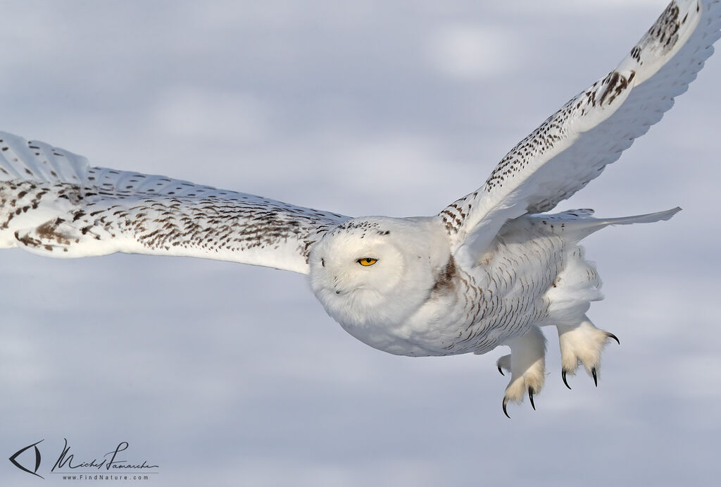 Snowy Owl, Flight