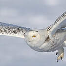 Harfang des neiges