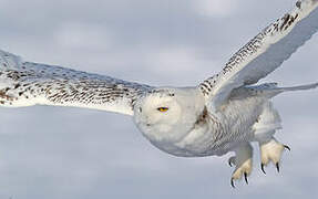 Snowy Owl