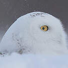 Harfang des neiges