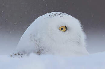 Harfang des neiges