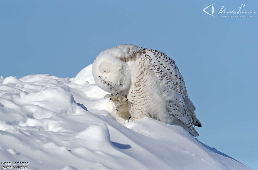 Harfang des neiges, soins, Comportement