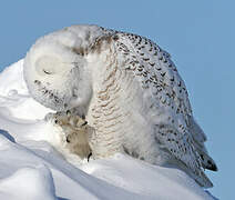 Snowy Owl