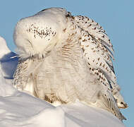 Harfang des neiges