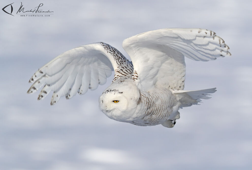 Snowy Owl, Flight