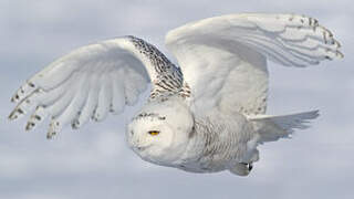 Snowy Owl