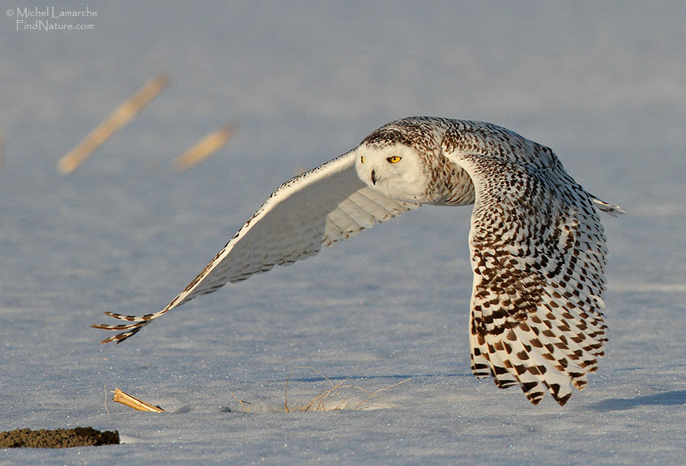 Snowy Owl