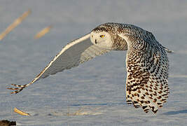 Snowy Owl