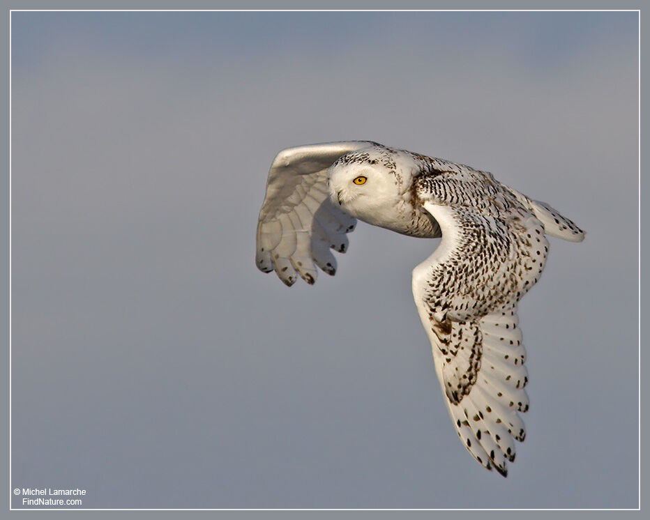 Harfang des neiges femelle