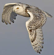 Snowy Owl