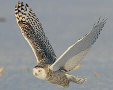 Snowy Owl