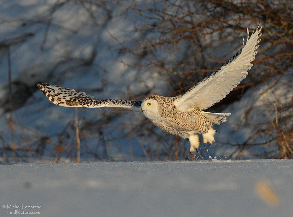 Harfang des neiges